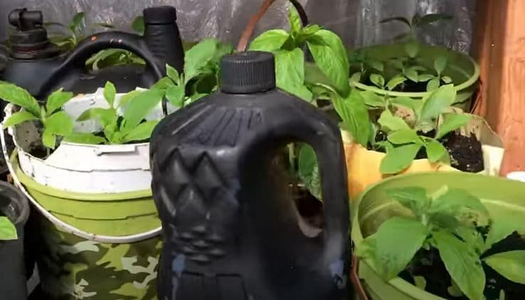 black color bottle for heat in greenhouse