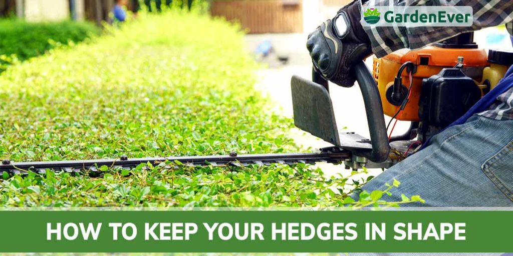How To Keep your Hedges in Shape : The Definite Guide