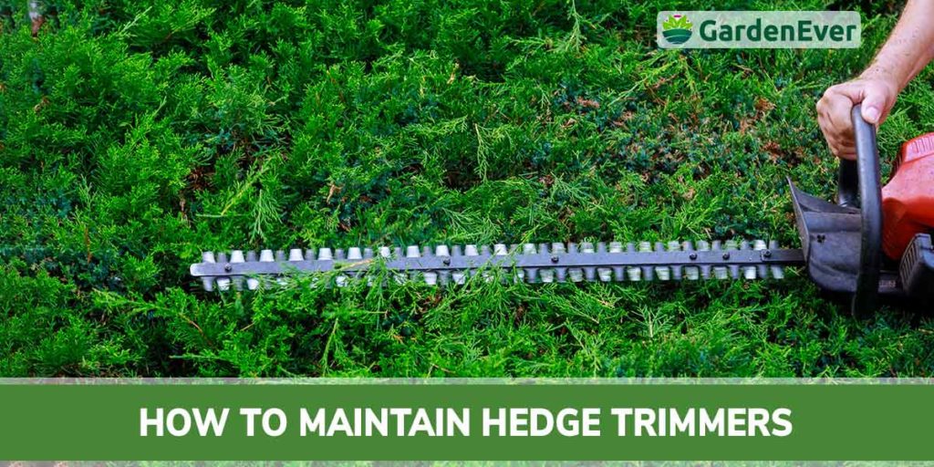 How To Maintain Hedge Trimmers : The 7 Coolest Tips for You!
