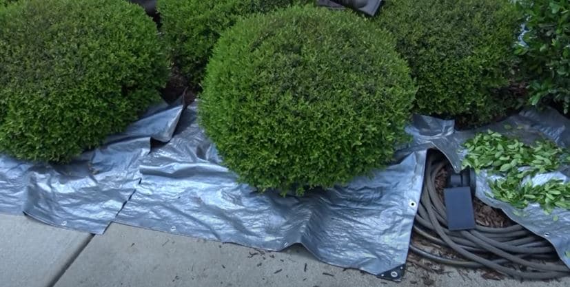use tarpaulin for hedge trimming
