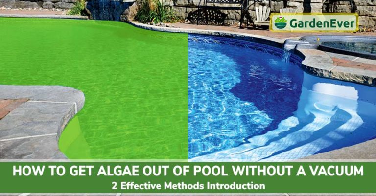 Get Algae Out of Pool Without a Vacuum