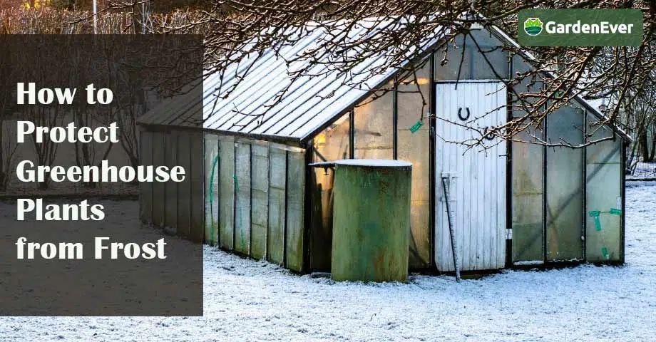How to Protect Greenhouse Plants from Frost: 15 Pro Tips